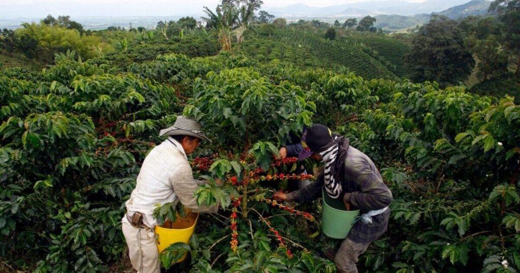 colombia-cafe-agricultores (1)