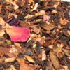 ROOIBOS Pastel de Chocolate